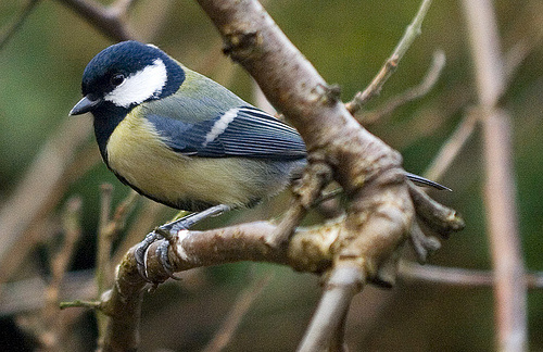 great tit great tit